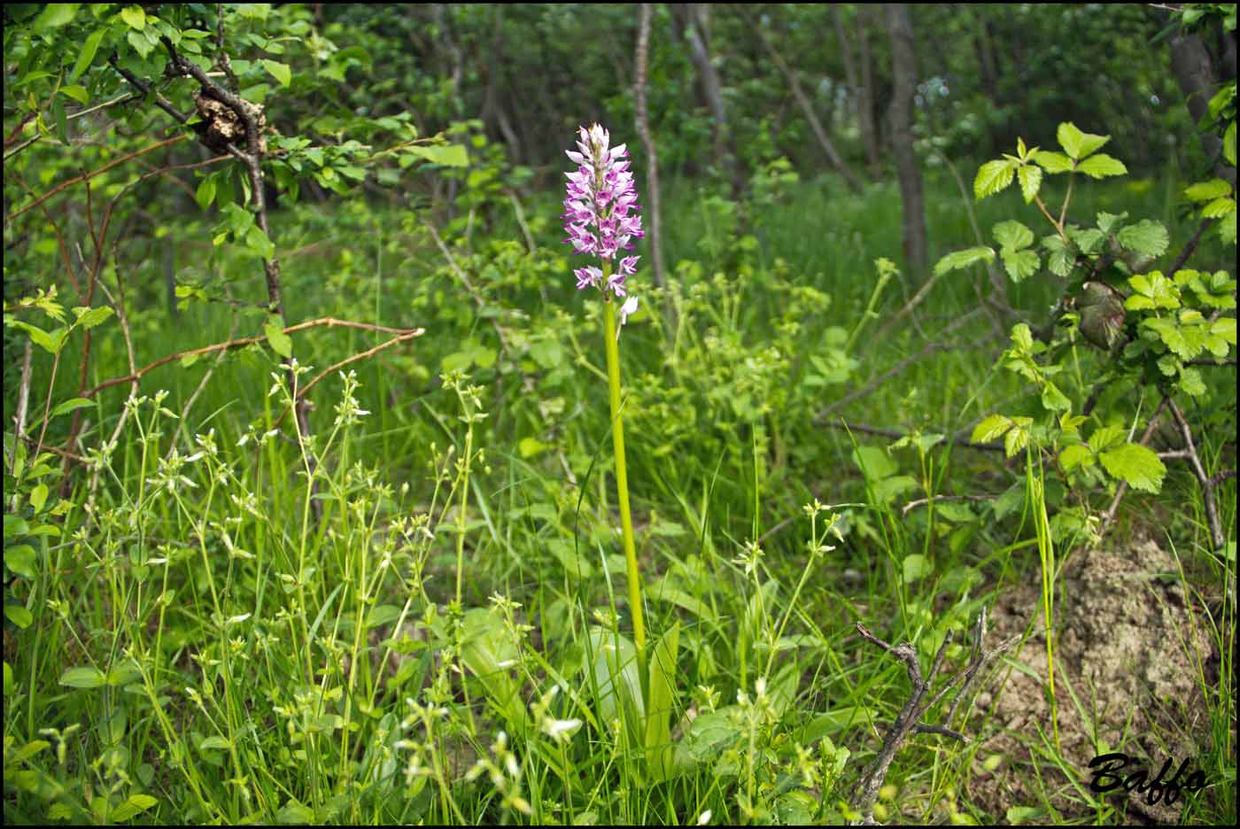 Orchis militaris